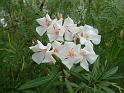 Oleander white 